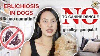 ANO ANG ERLICHIOSIS SA ASO? MGA SYMPTOMS AT PAANO ITO MAIIWASAN? PAANO ITO MAGAGAMOT |