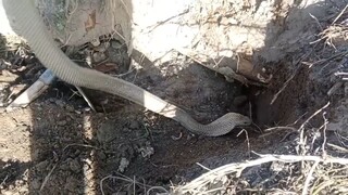 猎蛇 | 眼镜蛇 |Hunting Snakes