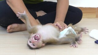 OMG!! Tiny Monkey  Maki Crying seizures Very Angry Mom To Wear Diaper To Him