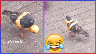 Try Not To Laugh To These TikTok ANIMALS | Funny Animals to Brighten Up your Day 😂🥰