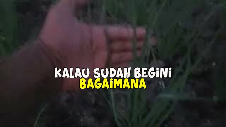Cara Mengatasi Pucuk Kuning Pada Budidaya Bawang Merah
