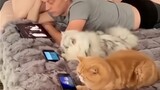 [Video mèo tổng hợp] Người nhà thì phải ở bên nhau