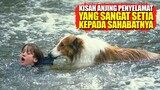 Kisah Anjing Penyelamat Yang Rela Melakukan Apa Saja Demi Sahabatnya | Alur Cerita Film LASSIE 1994