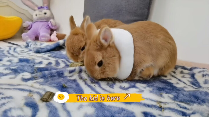 Animal | Baby Bunny And Its Cute Parents