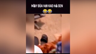 Mày đùa với kao à sen 😂😂dog yeudongvat animals dongvathaihuoc thucung fyp pet