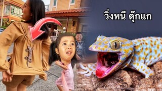 บริ้งค์ไบรท์ | ตุ๊กแกกระโดดเกาะหลังแม่กิ๊บ gecko