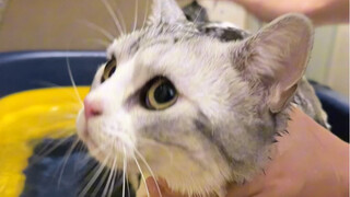 用猫薄荷给猫咪洗澡会发生什么？家里的小猫爱打架的可以试试这个方法！！洗完都变得相亲相爱了～