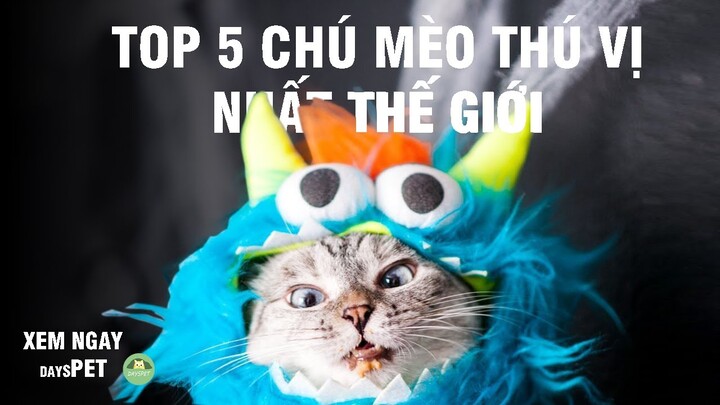 Top 5 những con mèo thú vị nhất thế giới và đặc biệt về loài mèo | Dayspet