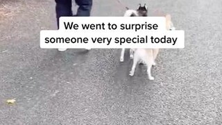 She was so happy she cried 🥺 FYP foryou family Love dogs grandma