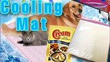 DIY Cooling Mat for Cats and Dogs using CORNSTARCH