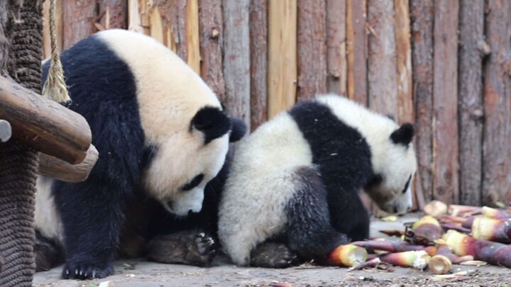 Panda Yuanrun and Her Two Daughters
