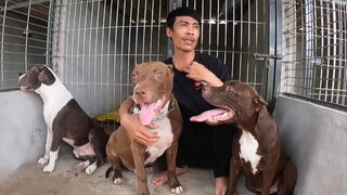 Tại Sao??? Chó Pitbull Lại Cắn Ng.ười | Săn Bắt Ẩm Thực Vùng Cao