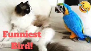 ðŸ’¥Funniest Bird Viral Weekly LOLðŸ˜‚ðŸ™ƒðŸ’¥ of 2019| Funny Animal VideosðŸ’¥ðŸ‘Œ