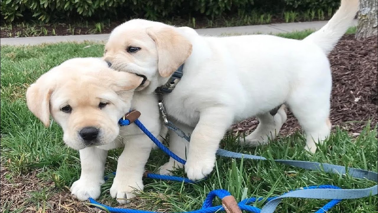 Funniest & Cutest Labrador Puppies #2 - Funny Puppy Videos 2020 ...