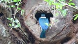 Wild COLLARED KINGFISHER'S Active Nesting, Singapore