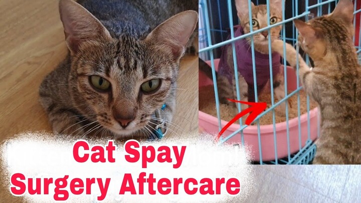Cat Spayed Surgery Aftercare - Rescued Cat Comes Home after Spaying Surgery!