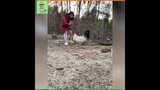 Funny Attacks For Wild Animals and humans😂😂