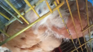 brahama chickens updates sating mga alaga