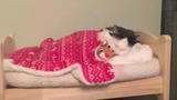 Seekor Kucing Disiplin yang Tidur Dengan Selimut di Malam Hari