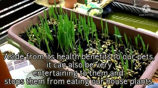 HOW TO GROW CAT GRASS and Benefits  #catgrass #barleygrass #wheatgrass