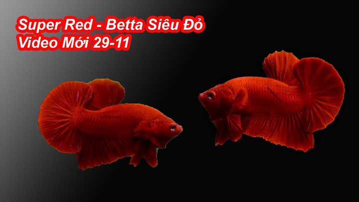 Betta Siêu Đỏ - Super Red Plakat | Bài Đăng Mới 29/11 | Betta Sales