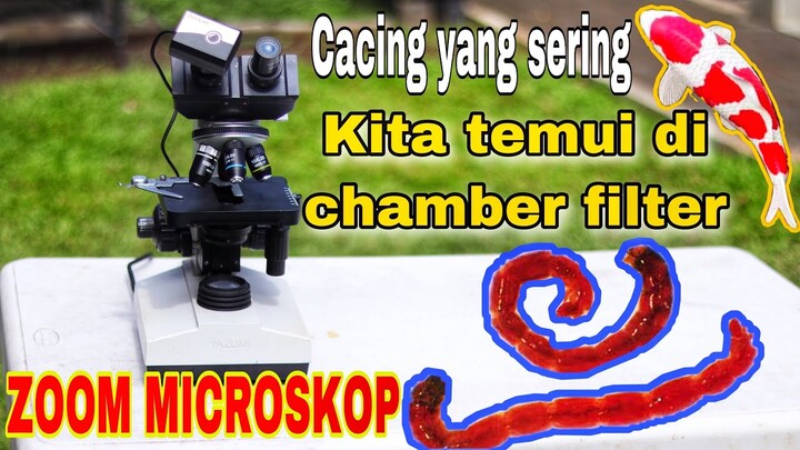 ZOOM MIKROSKOP cacing yang sering kita jumpai di chamber filter kolam koi