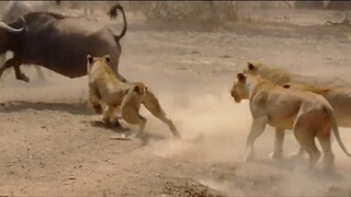 Lion V's Buffalo fighting