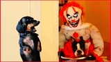 Cute Cat  &  Dog Funny Video.
