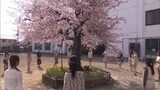 [20110226] Sakura Kara no Tegami : AKB48 Sorezore no Sotsugyou Monogatari (JPN dub ENG sub)