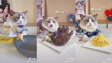 Mèo Đầu Bếp - Chú Mèo Có Khả Năng Nấu Ăn Kinh Ngạc - The Little Puff 2