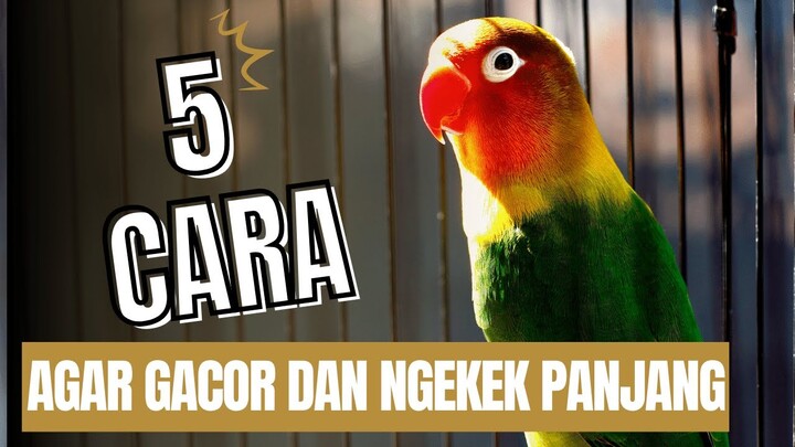 5 Cara Mudah Melatih LOVEBIRD GACOR dan NGEKEK PANJANG