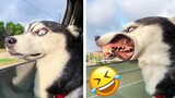 Best Funny Dogs Videos 2022 😹 - Funny Animals Compilation 😹😂#2