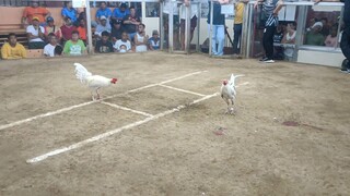 2 hits ulutan @ Santa quiteria cockpit 1st fight win