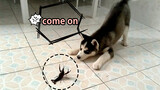 Animal|Fight Between Huskie and Lobster