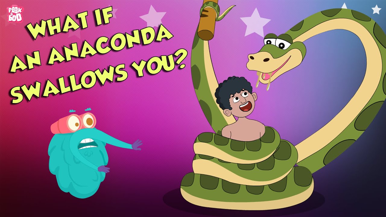 What If An Anaconda Swallows You? | Swallowed By An Anaconda | Dr Binocs Show | Peekaboo Kidz - Bilibili What If An Anaconda Swallows You? | Swallowed By An Anaconda | Dr Binocs Show | Peekaboo Kidz - Bilibili