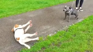 Dog Gets Too Excited And Passes Out