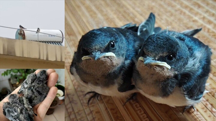 The two little fat swallow rescued returned safely a year later.