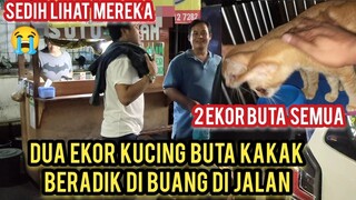 Menyelamatkan 2 Ekor Kucing Buta Kakak Beradik Di Buang Di Jalanan..!