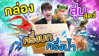 กล่องสุ่มสัตว์ครึ่งบนครึ่งน้ำ?! ผมลองซื้อมาครั้งแรก ก็ลุ้นอยู่ว่าจะได้ตัวอะไรมาเลี้ยง ฮาๆ