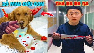 Thú Cưng Vlog | Đa Đa Đại Náo Bố #25 | Chó gâu đần thông minh vui nhộn | Funny pets smart dog