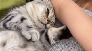 [Động vật]Con mèo cái mang thai cứ thích quấn quýt