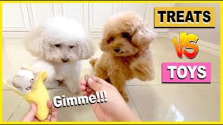 MY DOGS CHOOSE: TREATS vs TOYS| The Poodle Mom