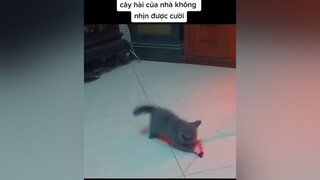 nhìn như kểu ăn con nhà ng ta luôn quá😆meonhaphanh meovuitinh meonghichngom😆 meocon meow trending xuhuong xh pet kitten vuinhon meomeo meocute