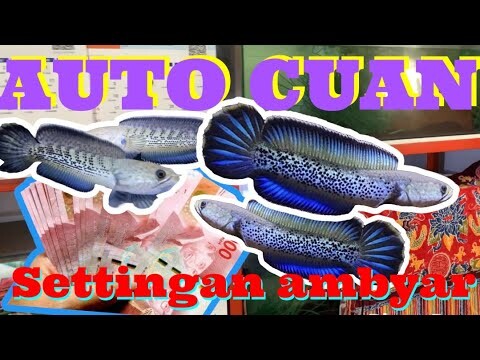 CUAN BESAR !! Breeding channa stewarti berkat selendang simbah
