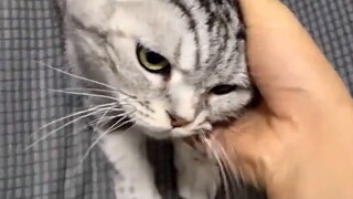 Saat kupikir kucing yang memanggang dirinya sendiri sudah cukup lucu...