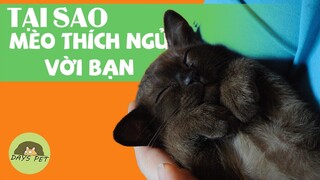 Sự thật thú vị: Tại sao mèo hay ngủ với bạn? | Dayspet