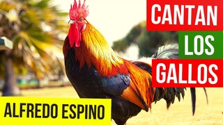 CANTAN LOS GALLOS ALFREDO ESPINO 🐓🎵 | Jícaras Tristes Panoramas y Aromas 🌒 | Alfredo Espino Poema