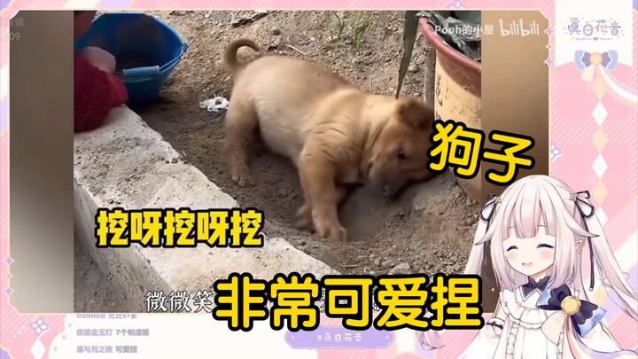 日本萝莉看《小土狗就是最可爱的》当场绷不住了！“狗子也太可爱了吧！！！”