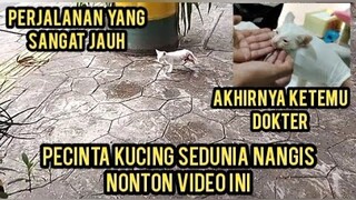 Astagfirullah Anak Kucing Kecil Nangis-Nangis Kakinya Hilang 1 Minta Tolong Di Bawa Ke Dokter..!