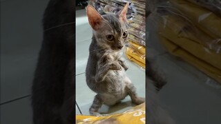 Kucing Paling Unik Di Dunia..!